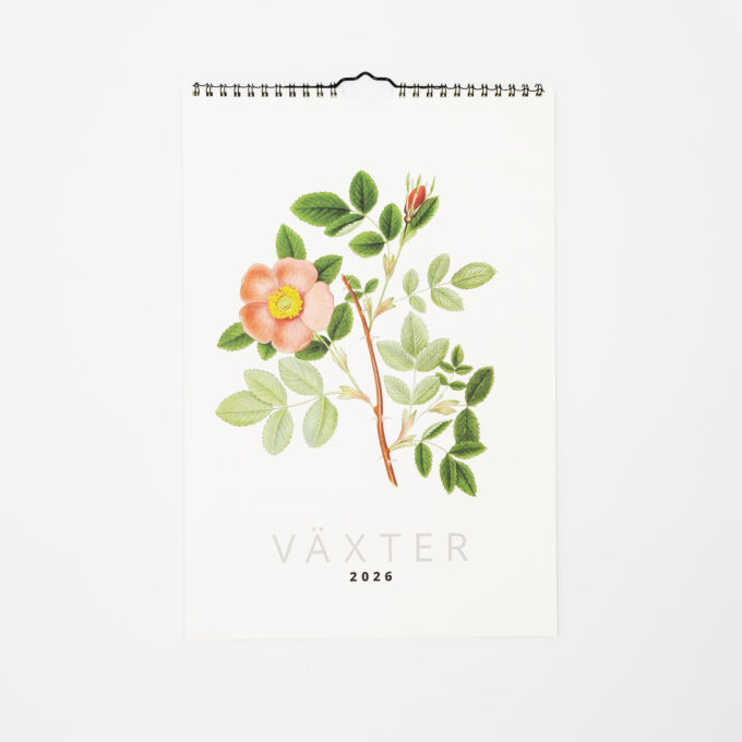 Väggkalender 2026 med nyponros som omslagsbild.