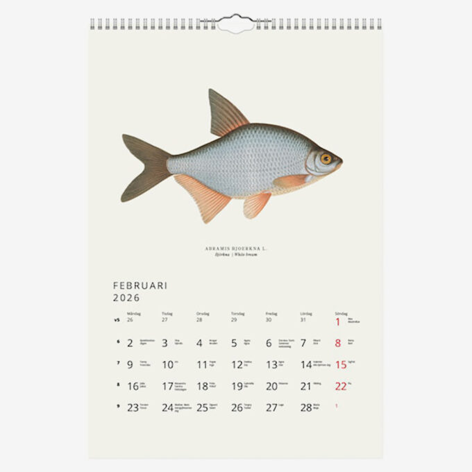 Februari i fiskkalender 2026, en björkna.