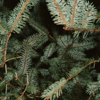 Grankvistar med barr.